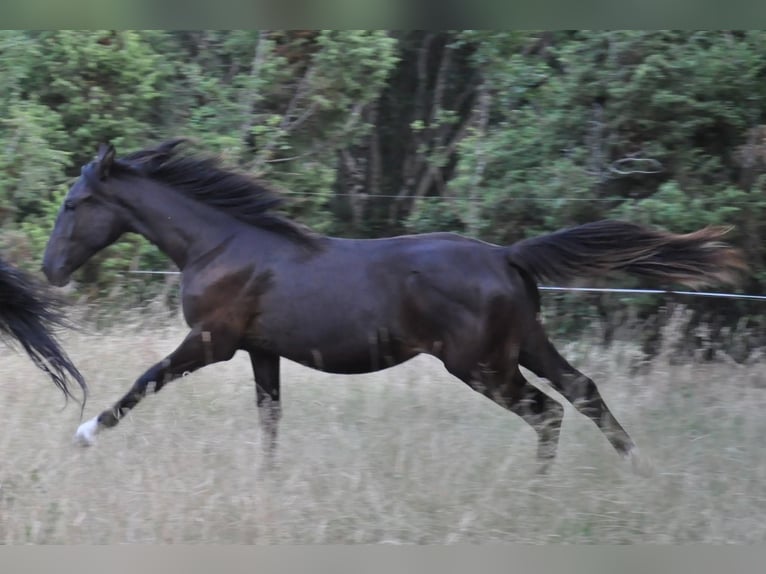 Lipizzaner Mare 1 year 15,1 hh Bay-Dark in KOZINA