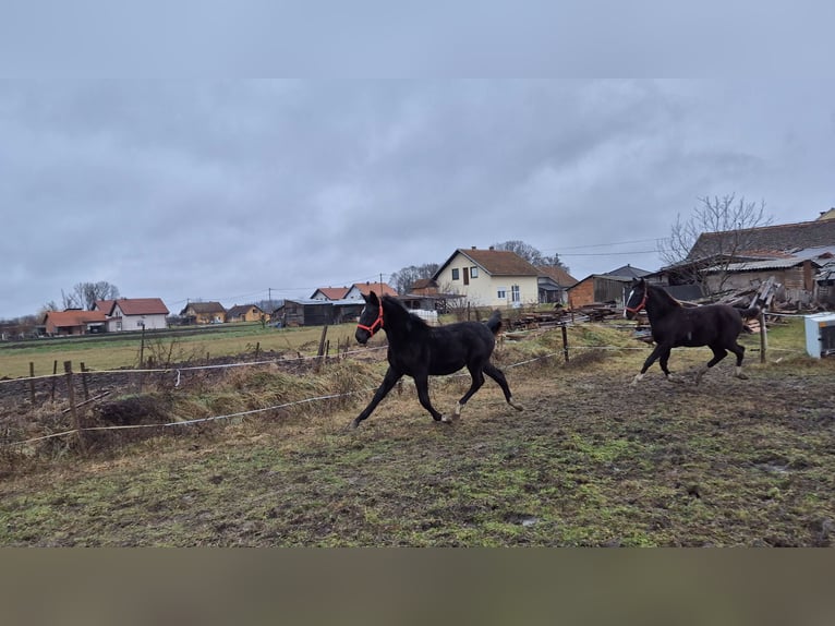 Lipizzaner Mare 1 year 16 hh Black in Strizivojna