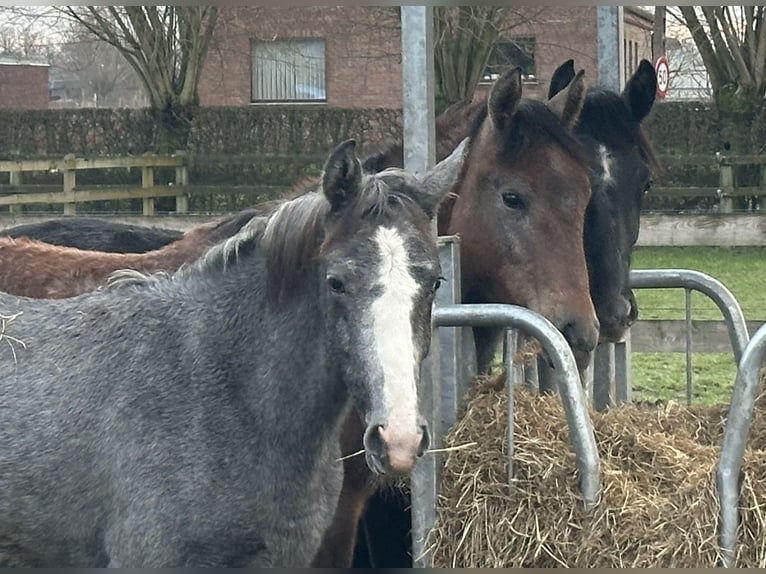 Lipizzaner Mare 2 years 12,2 hh Grey in Ruddervoorde