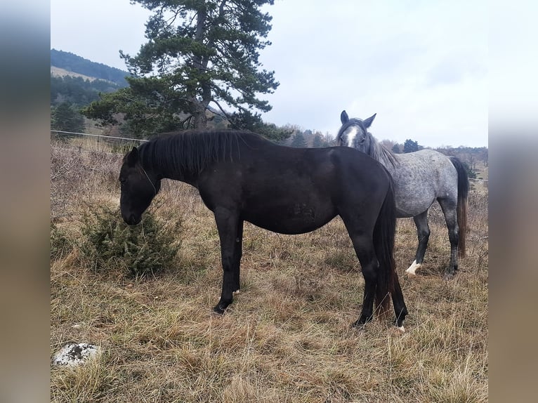 Lipizzaner Mare 2 years 14,2 hh Bay-Dark in Kozina