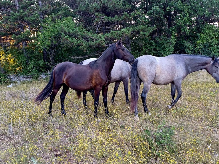 Lipizzaner Mare 2 years 14,3 hh Brown in kozina