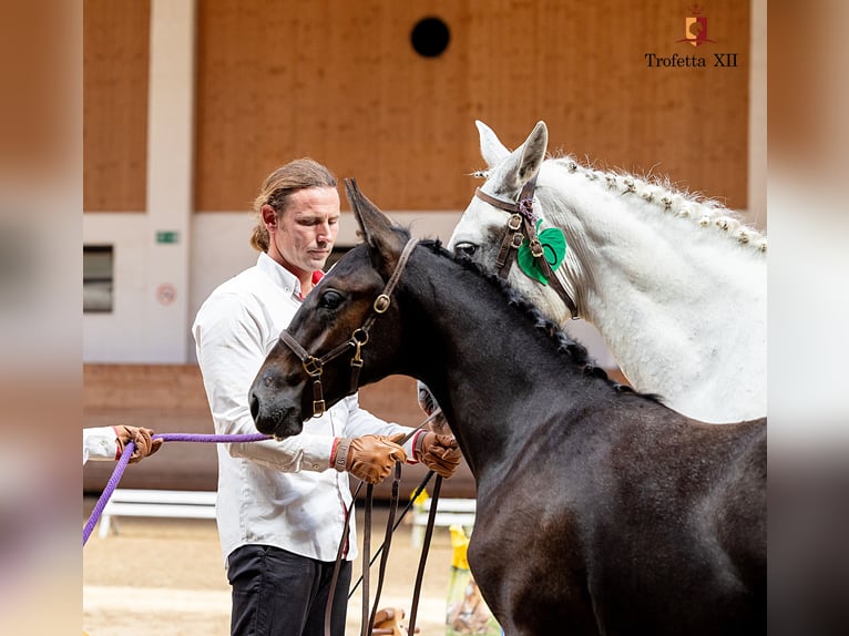 Lipizzaner Mare 2 years 15,2 hh Gray in Trnovska vas