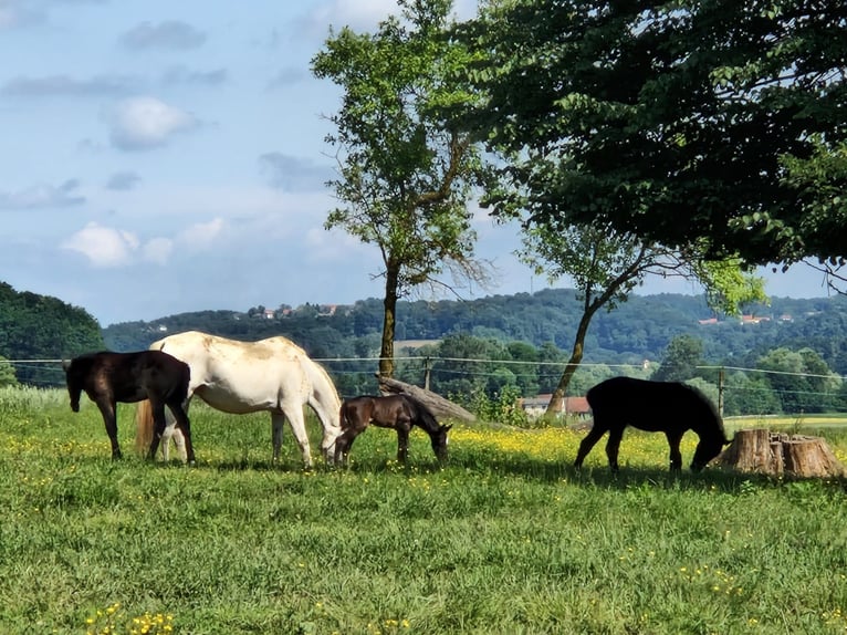 Lipizzaner Mare 2 years 15,2 hh Gray in Trnovska vas