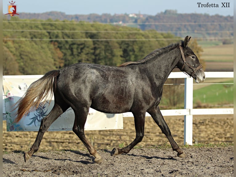 Lipizzaner Mare 2 years 15,2 hh Gray in Trnovska vas