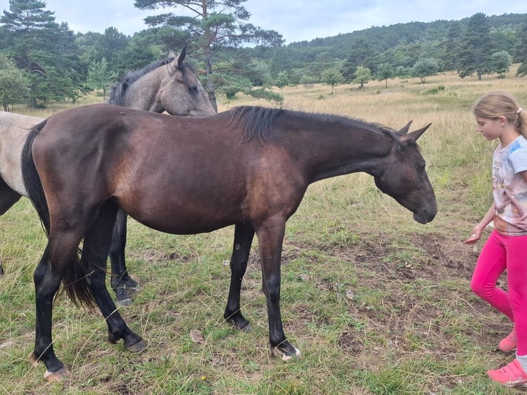 Lipizzaner Mare 2 years 15 hh Brown in kozina