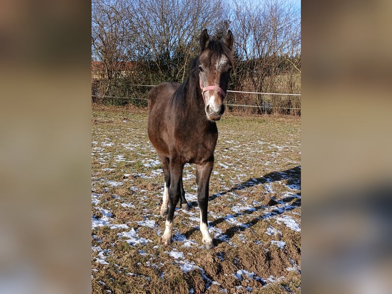 Lipizzaner Mare 2 years Can be white in Mehrnbach