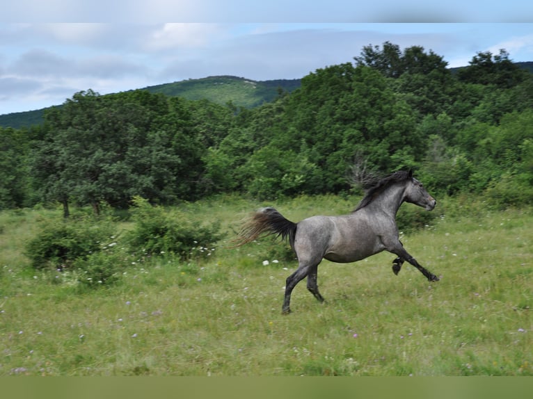 Lipizzaner Mare 3 years 14,1 hh Gray in Kozina