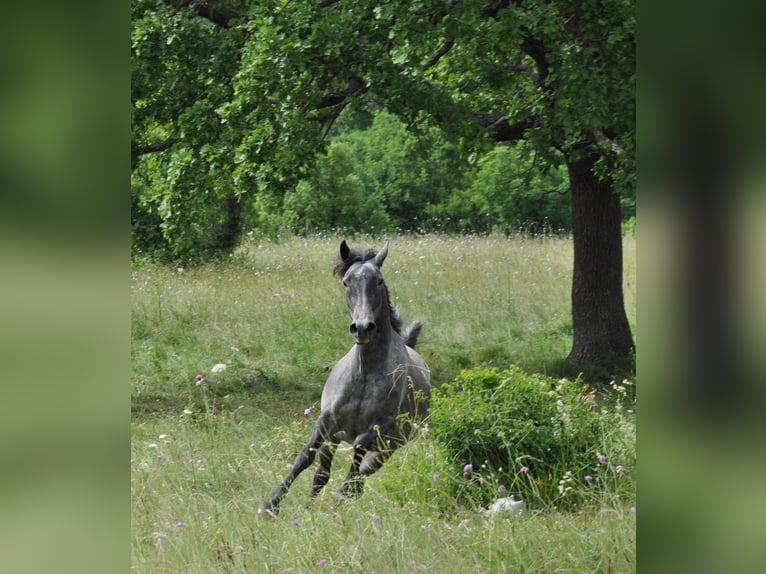 Lipizzaner Mare 3 years 14,1 hh Gray in Kozina