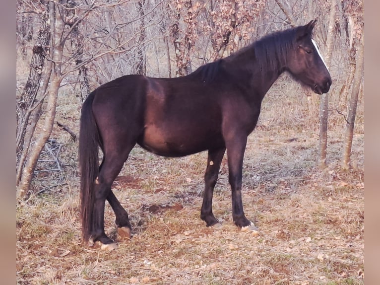 Lipizzaner Mare 3 years 14,2 hh Bay-Dark in Kozina