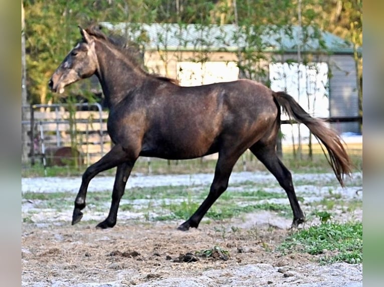 Lipizzaner Mix Mare 3 years 15 hh Grey in Higganum Lipizzaner Mix Mare 3 years 15 hh Grey in Higganum