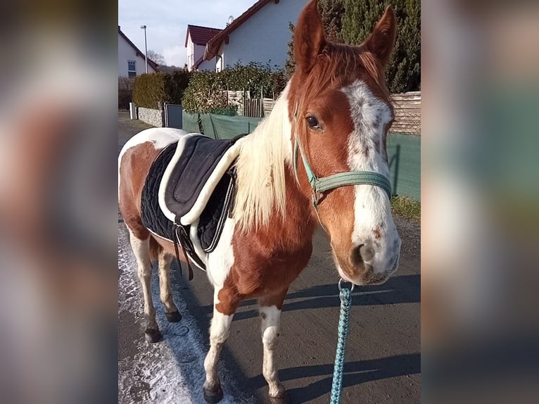 Lipizzaner Mix Mare 4 years 13,1 hh Pinto in Ober-Ramstadt