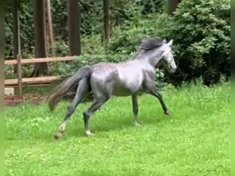 Lipizzaner Mare 4 years 14,2 hh Gray-Blue-Tan in Aalter