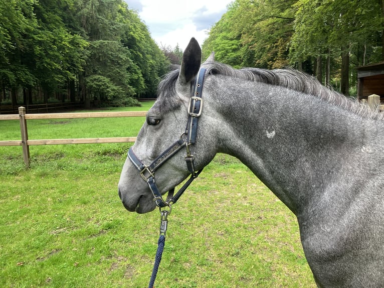 Lipizzaner Mare 4 years 14,2 hh Gray-Blue-Tan in Aalter