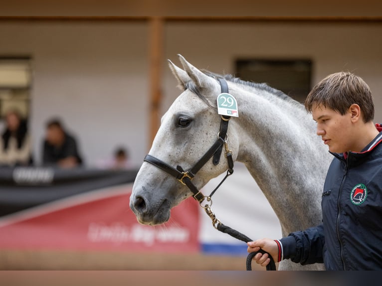 Lipizzaner Mare 4 years 14,3 hh Gray in Sodražica