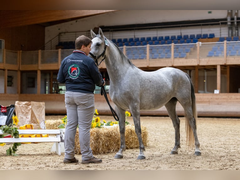 Lipizzaner Mare 4 years 14,3 hh Gray in Sodražica