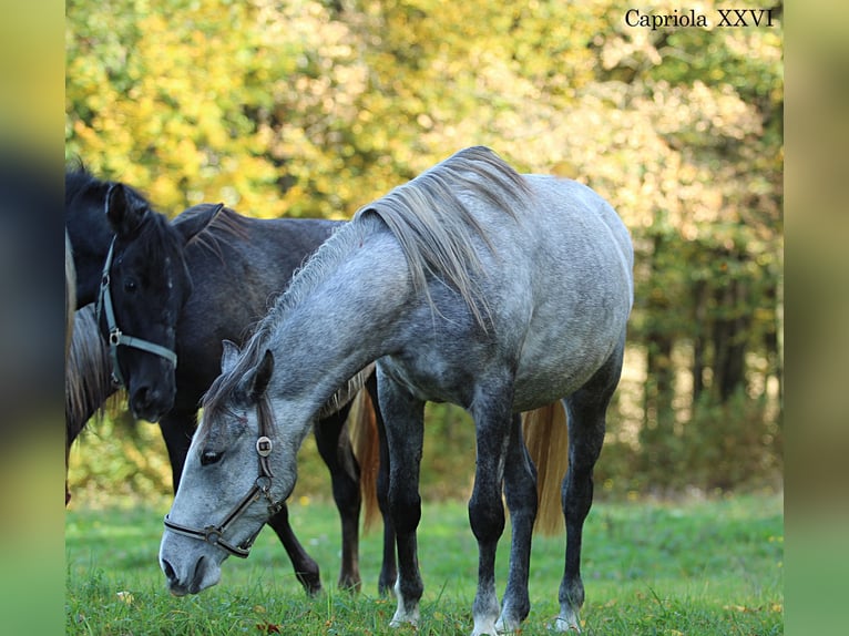 Lipizzaner Mare 4 years 14,3 hh Grey in Trnovska vas
