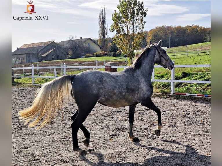 Lipizzaner Mare 4 years 14,3 hh Grey in Trnovska vas