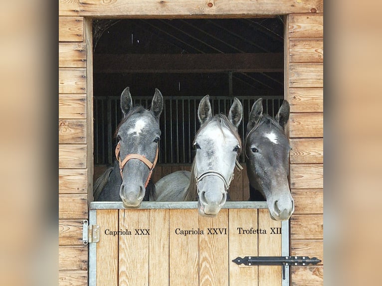 Lipizzaner Mare 4 years 14,3 hh Grey in Trnovska vas