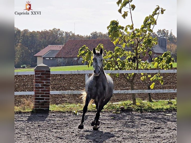 Lipizzaner Mare 4 years 14,3 hh Grey in Trnovska vas