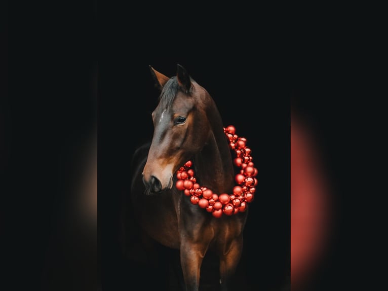 Lipizzaner Mare 4 years 15.2 hh Bay in Ptuj