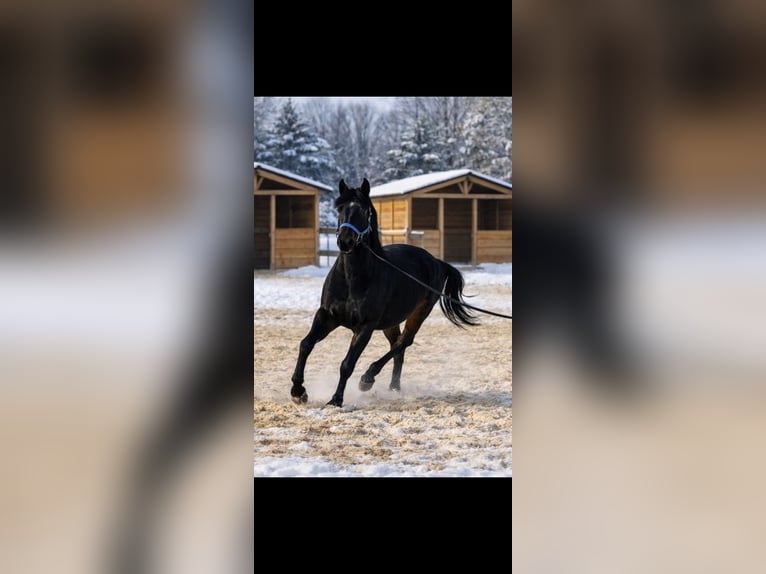 Lipizzaner Mare 4 years 15,2 hh Brown in Mezőtur