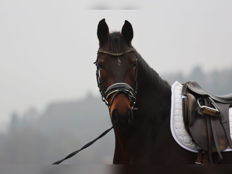 Lipizzaner Mare 4 years 16 hh Brown in St Marein bei Graz