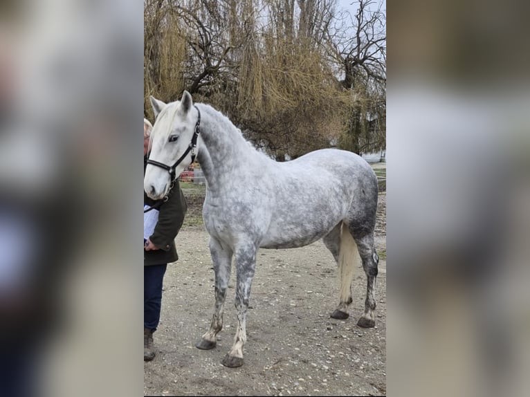 Lipizzaner Mare 4 years  in Fischamend