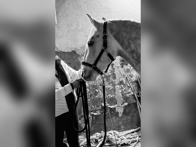 Lipizzaner Mare 4 years  in Fischamend