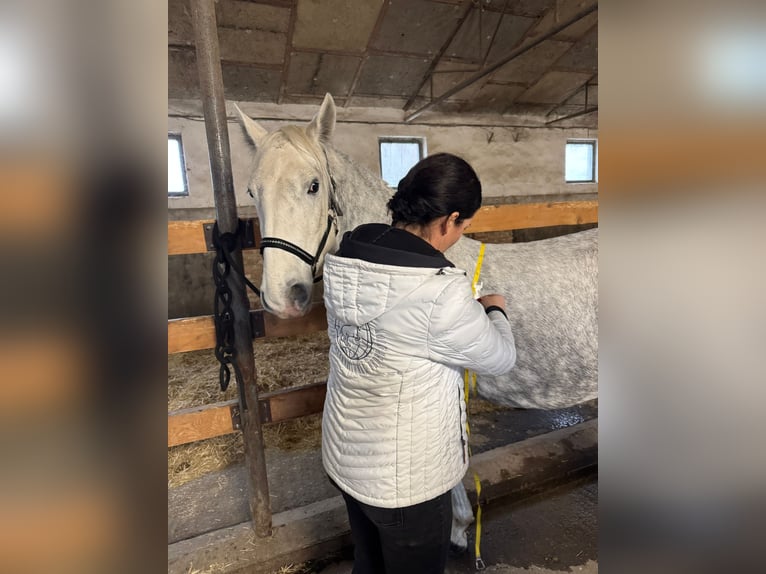 Lipizzaner Mare 4 years  in Fischamend