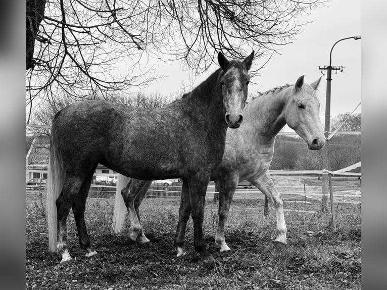 Lipizzaner Mare 4 years  in Fischamend