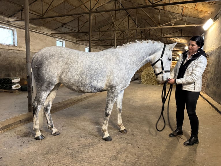 Lipizzaner Mare 4 years Grey in Fischamend-Markt