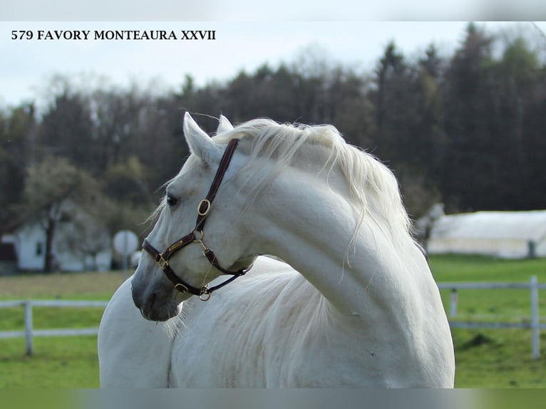 Lipizzaner Mare 5 years 14.3 hh Grey in Trnovska Vas