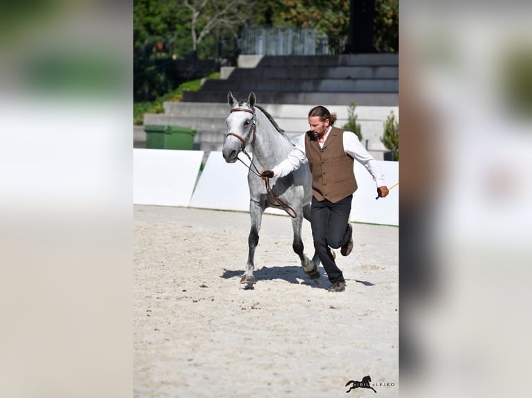 Lipizzaner Mare 5 years 14.3 hh Grey in Trnovska Vas