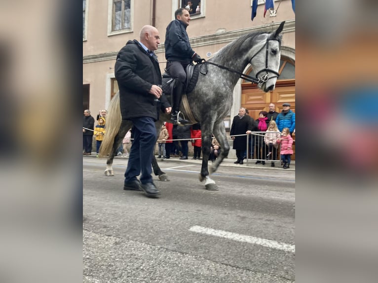 Lipizzaner Mare 5 years 16 hh Gray in Ajdovščina