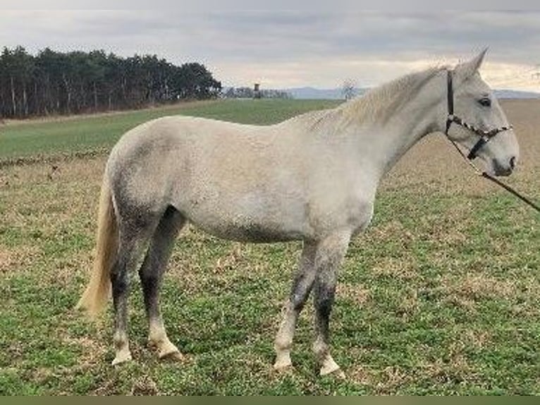 Lipizzaner Mare 6 years 15,2 hh in Steinbrunn