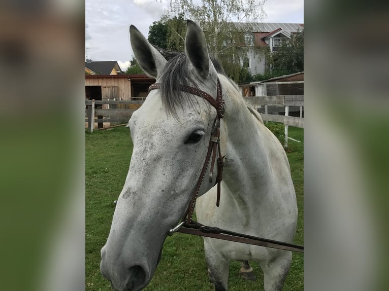 Lipizzaner Mix Mare 6 years 15,2 hh Gray-Dapple in Gangkofen