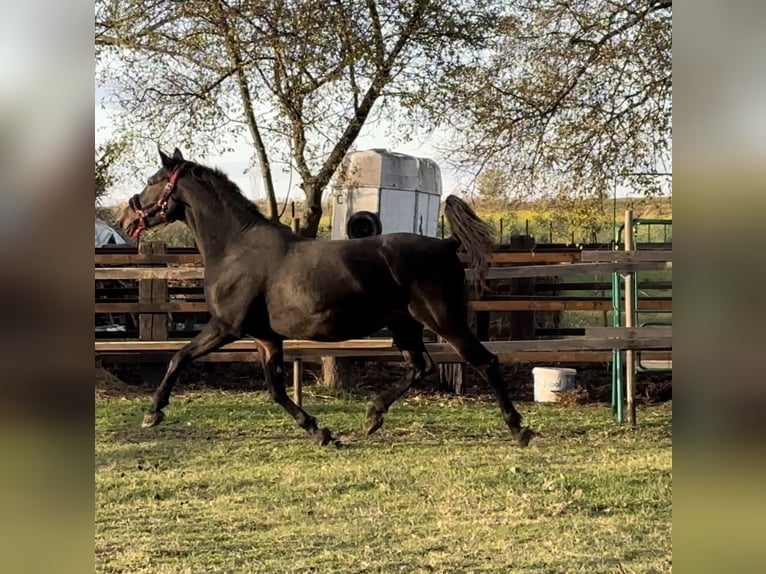 Lipizzaner Mare 6 years 15,3 hh Brown in Antunovac