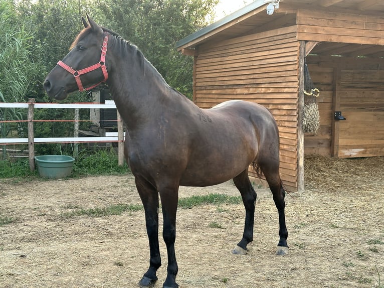 Lipizzaner Mare 6 years 15,3 hh Brown in Antunovac