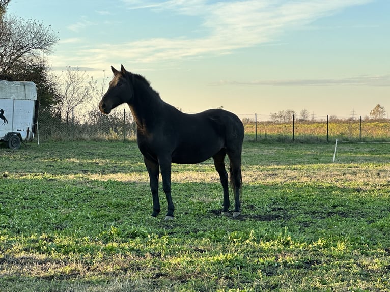 Lipizzaner Mare 6 years 15,3 hh Brown in Antunovac