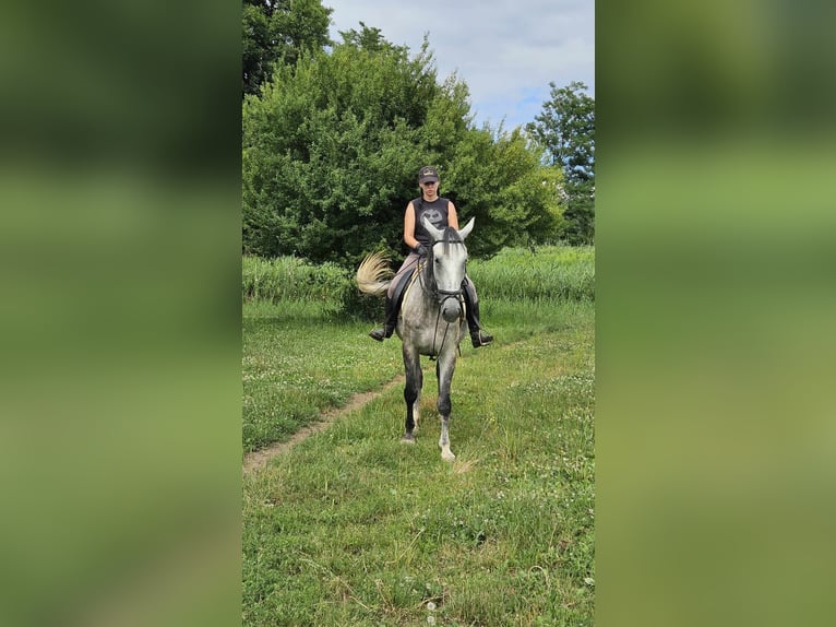 Lipizzaner Mare 6 years 16,1 hh Gray in Gross St Florian