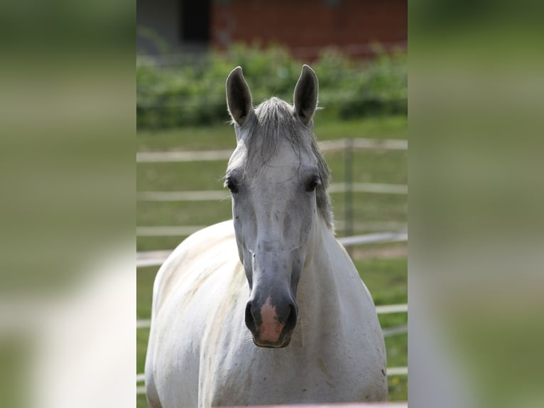 Lipizzaner Mare 6 years 16,3 hh Grey in St Marein bei Graz