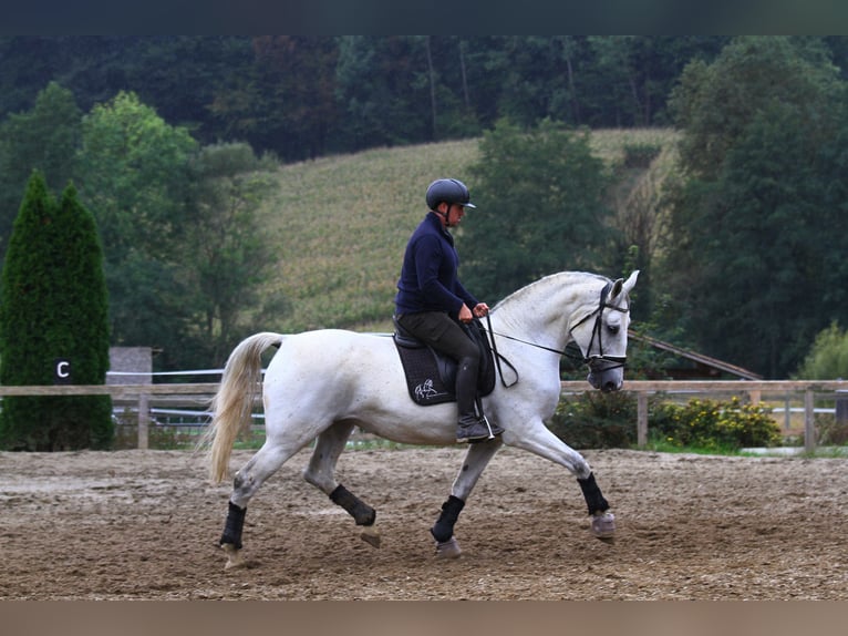 Lipizzaner Mare 6 years 16,3 hh Grey in St Marein bei Graz