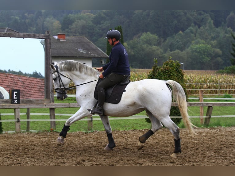 Lipizzaner Mare 6 years 16,3 hh Grey in St Marein bei Graz