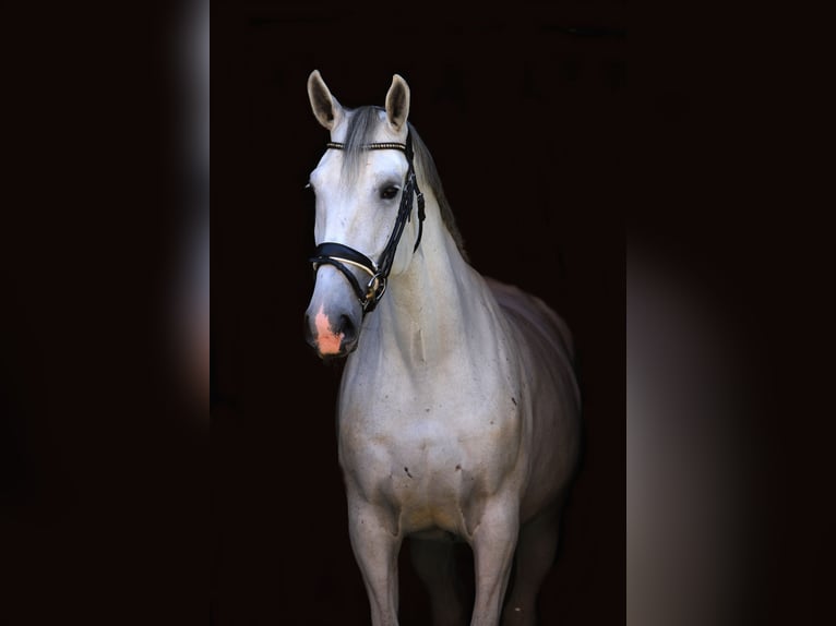 Lipizzaner Mare 6 years 16,3 hh Grey in St Marein bei Graz