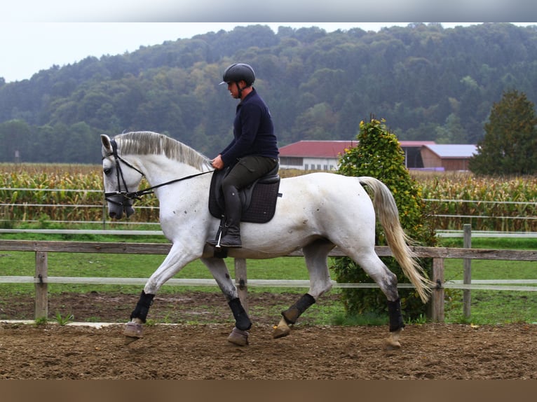 Lipizzaner Mare 6 years 16,3 hh Grey in St Marein bei Graz