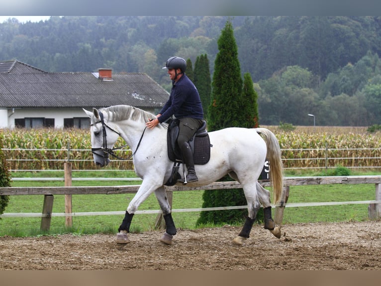 Lipizzaner Mare 6 years 16,3 hh Grey in St Marein bei Graz