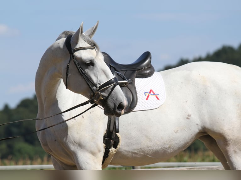Lipizzaner Mare 6 years 16,3 hh Grey in St Marein bei Graz