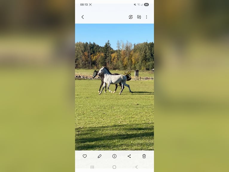 Lipizzaner Mare 6 years 16,3 hh Grey in Steyr