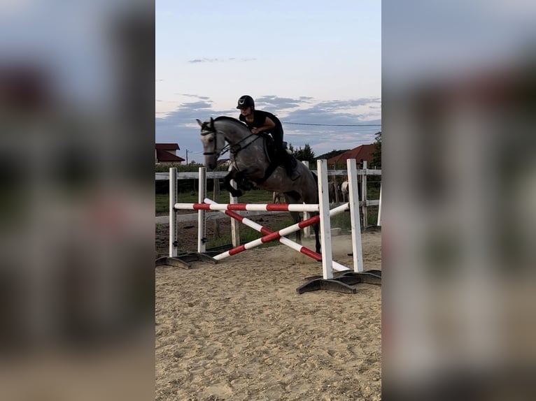 Lipizzaner Mix Mare 7 years 15.2 hh Grey-Dapple in Satulung