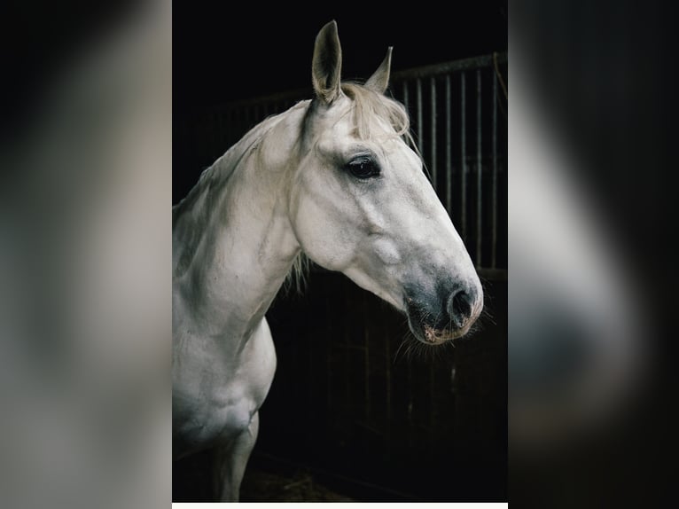 Lipizzaner Mare 7 years 15,3 hh Gray in Wegberg